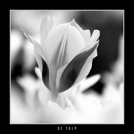 De Tulp