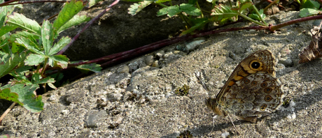 Gecamoufleerde Vlinder