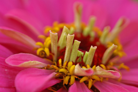 'Zinnia'