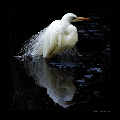 Reflected Elegance