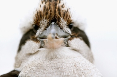 Scheel kijken naar een kookaburra