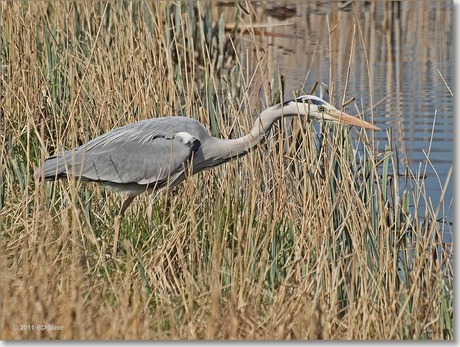 Reiger