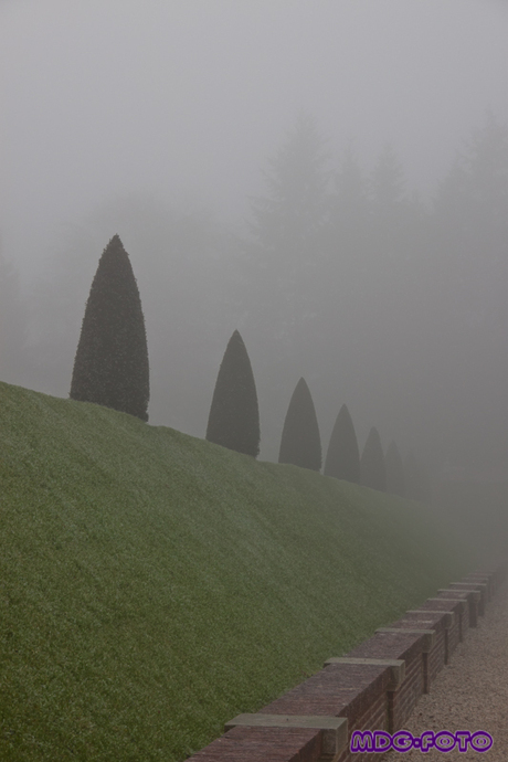 Misty garden