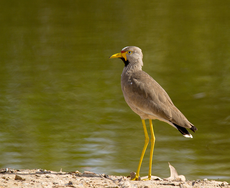 Wattled Plover of Lelkievit