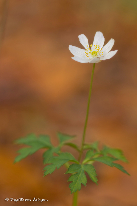 Autumn wonder