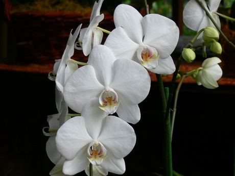 Orchidee7