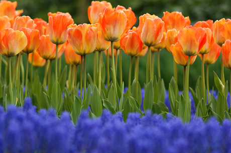 Orange Tulips