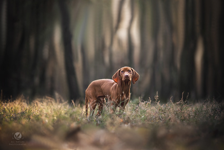 Vizsla Puppy