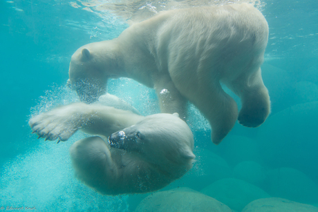 Polar bears playing