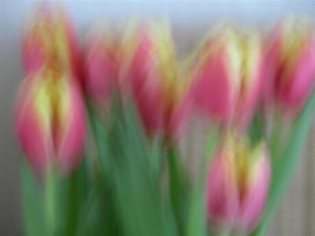 tulp