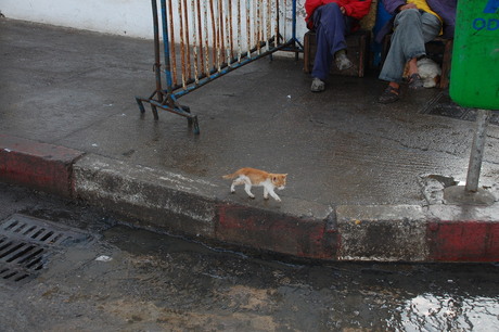 een poesje in essaouira