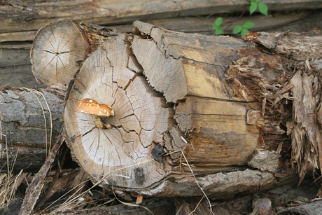 paddestoel in hout 030.JPG