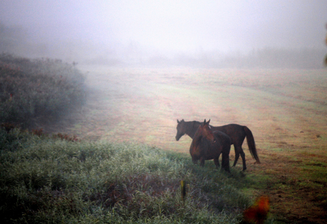 paarden in de mist