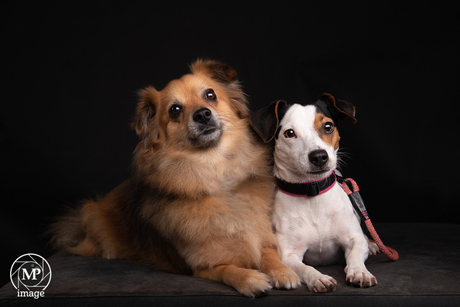 Honden in de studio.