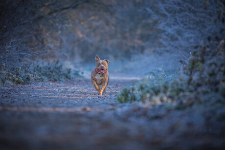 happy in the woods