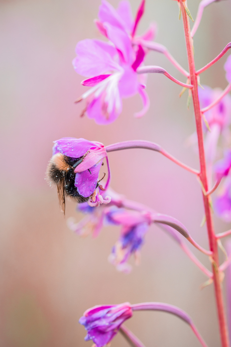 Slapend in een bloem