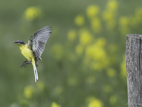 gele kwikstaart vangt vlieg in 