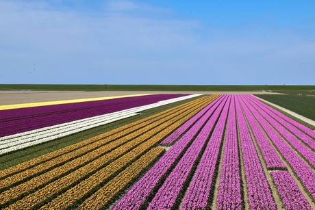 Bollenveld Uithuizen