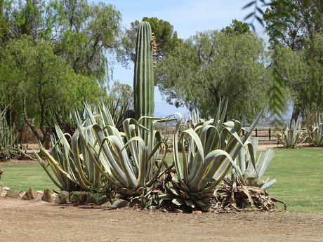 bijzondere  cactus