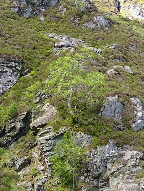 Glenn Fee tree on rocks