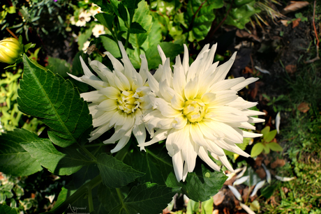 Dahlia