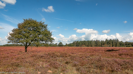 Zomereik in de herfst