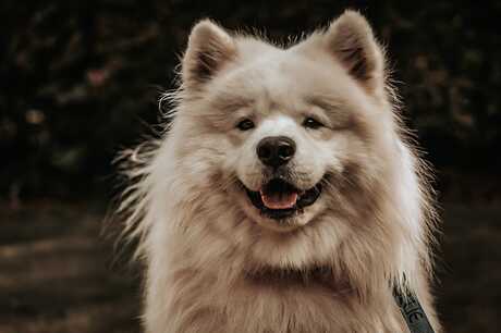 Ollie