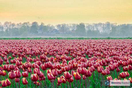 Tulpen van Schokland