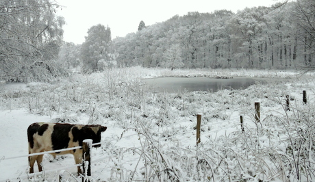 Stier in de sneeuw