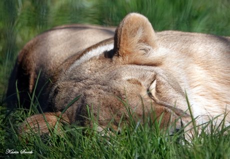 "The lion sleeps todaaaaayyy..."