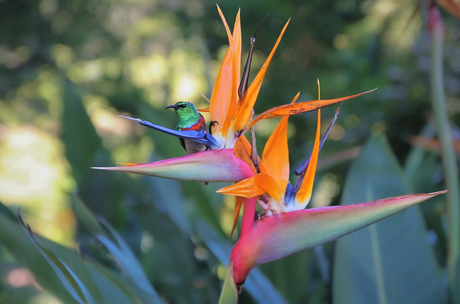 Kolibri op Strelitzia