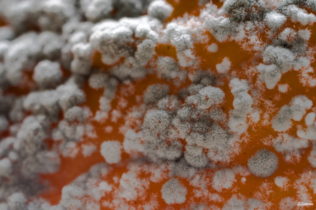 Penicillium italicum