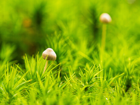 Hidden among the moss, a beautiful world of little fragile wonders.