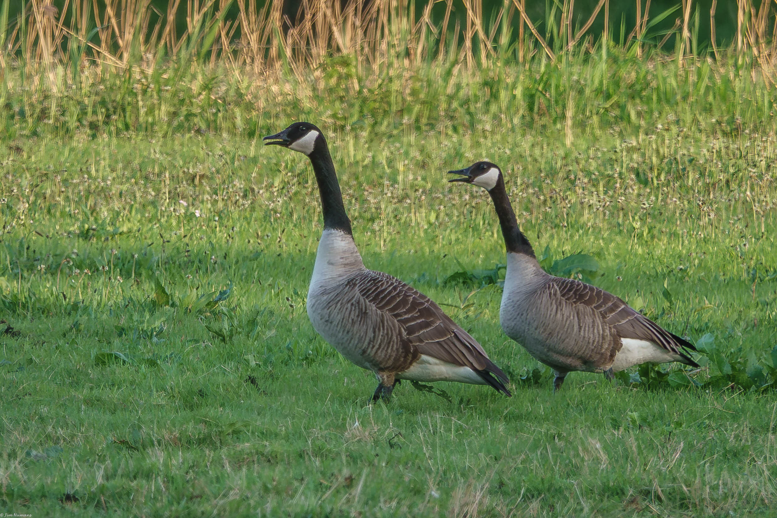 Opzij, opzij, opzij--- - Deze ganzen schenen opeens verschrikkelijke haast te hebben, toen ze mij met iets zwarts zagen zwaaien. - foto door Jimbob op 26-04-2025 - locatie: Uiterwaard  te Hurwenen - deze foto bevat: sony, dsc-rx10m4, 24-600mm f2.4-4.0, iso 200, diafragma ƒ/4, sluitertijd 1/250s, brandpuntafstand 220mm, vogel, canadese gans, bek, gewerveld, eenden, nek, wilde dieren, gans, vleugel, watervogel