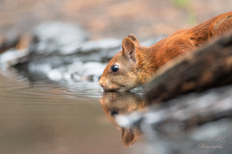 dorst