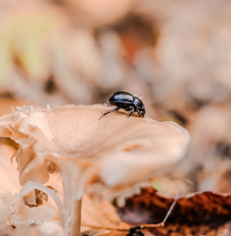 herfst 