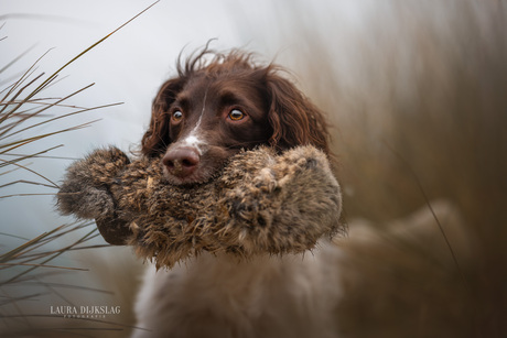 Jachthond met dummie