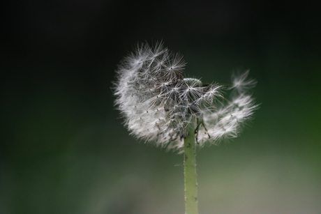 Paardenbloem
