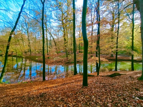 Herfstbos en water