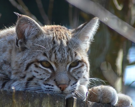 Bobcat