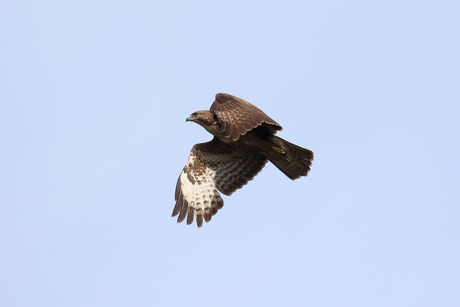 Buizerd