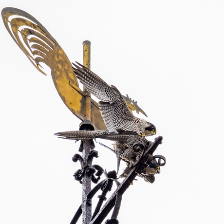 Paring van de Slechtvalken