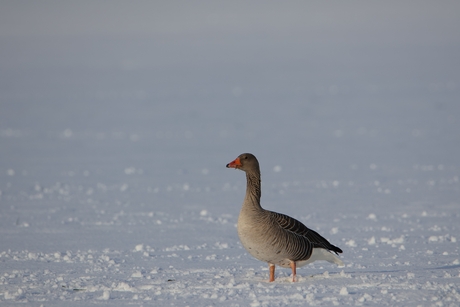 Grauwe Gans