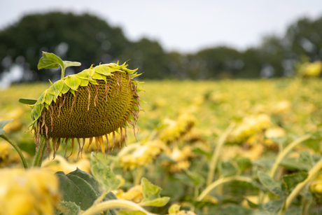 zonnebloem