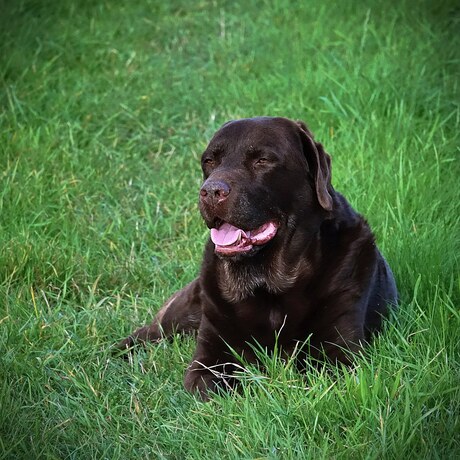 Mien Moatje Wordt Grijs