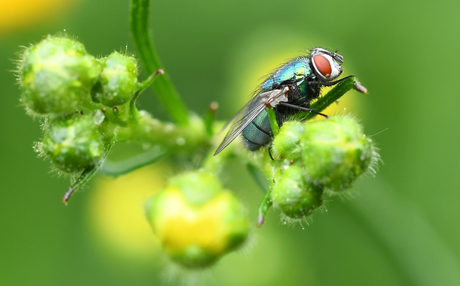 Groene vleesvlieg