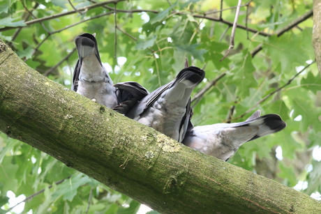 three  "little birds"