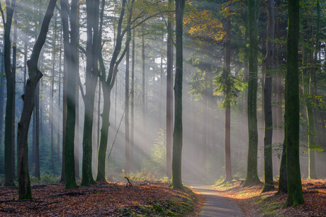 Zonneharpen in het bos