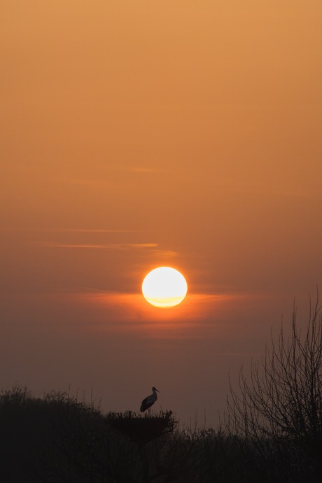 Ooievaar op nest, zand in de lucht 