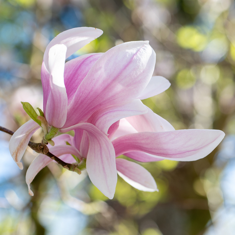 Where Magnolia grows.....